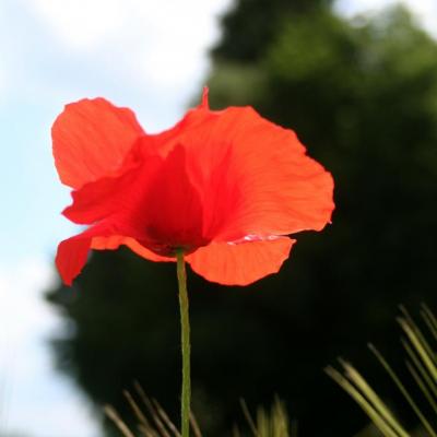 Fier et si fragile à la fois : le coquelicot