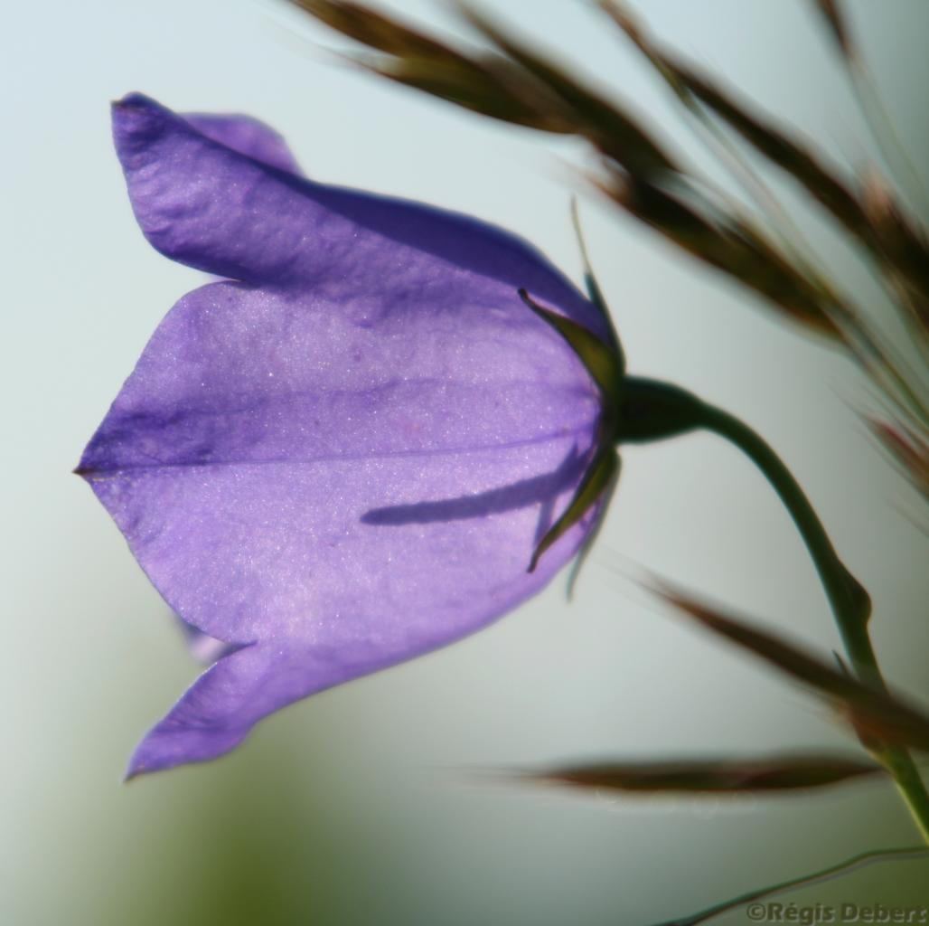 Pouvoir des fleurs 43