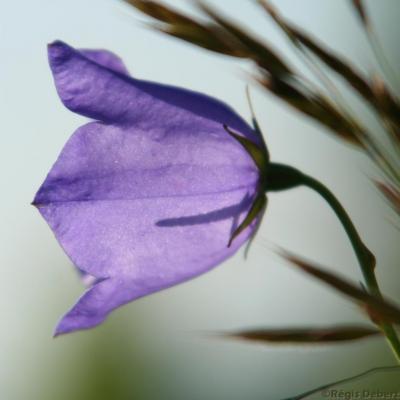 Pouvoir des fleurs 43