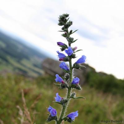 Vipérine siégeant sur le Camp de César