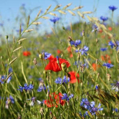 Bouquet classique de nos campagnes