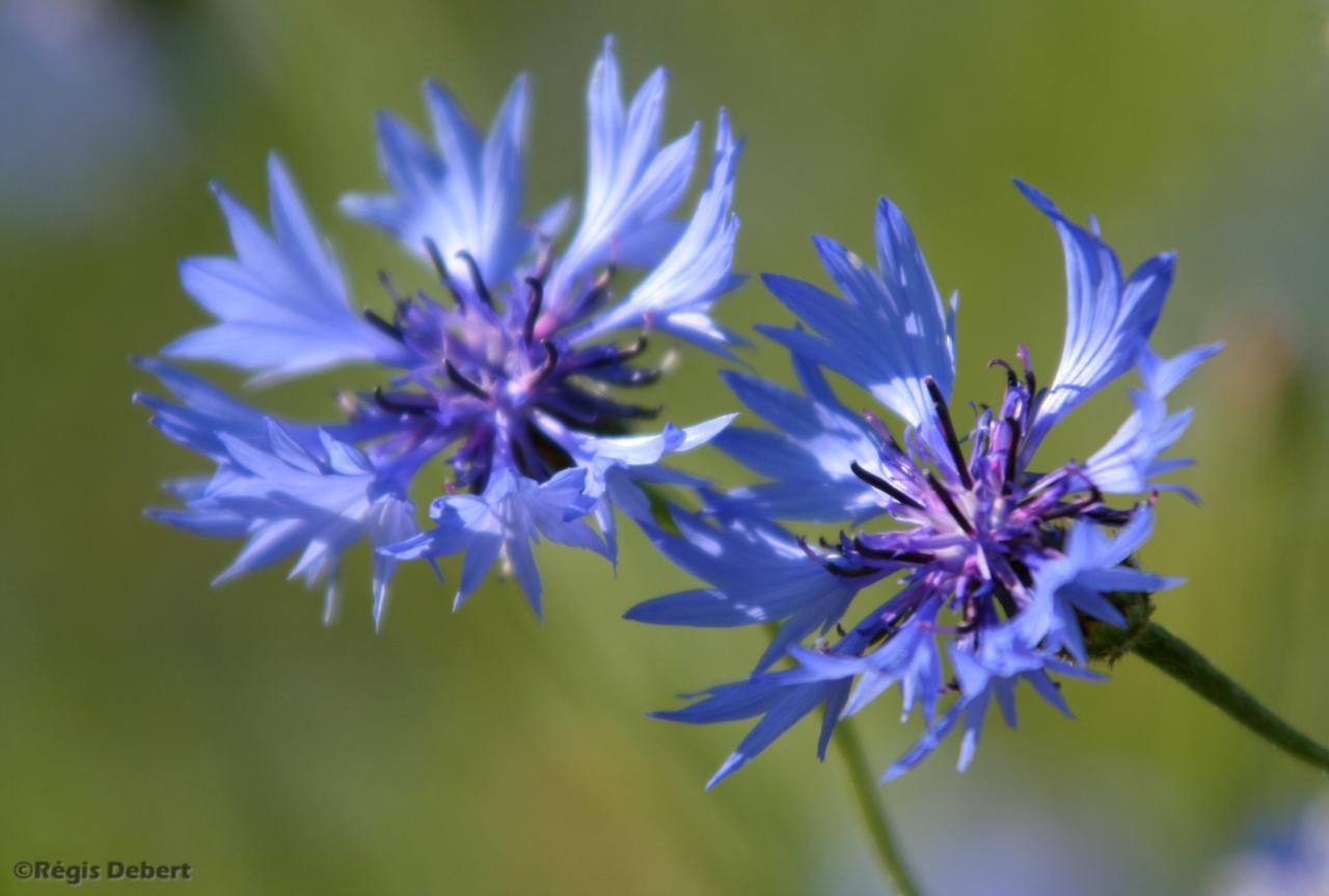 Un couple de bleuets
