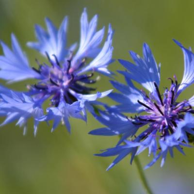 Un couple de bleuets