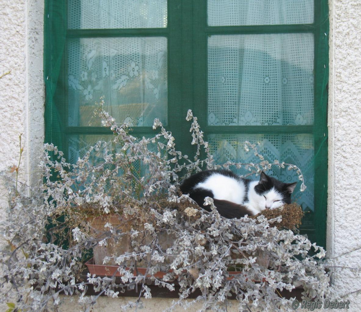 Repos dans la jardinière
