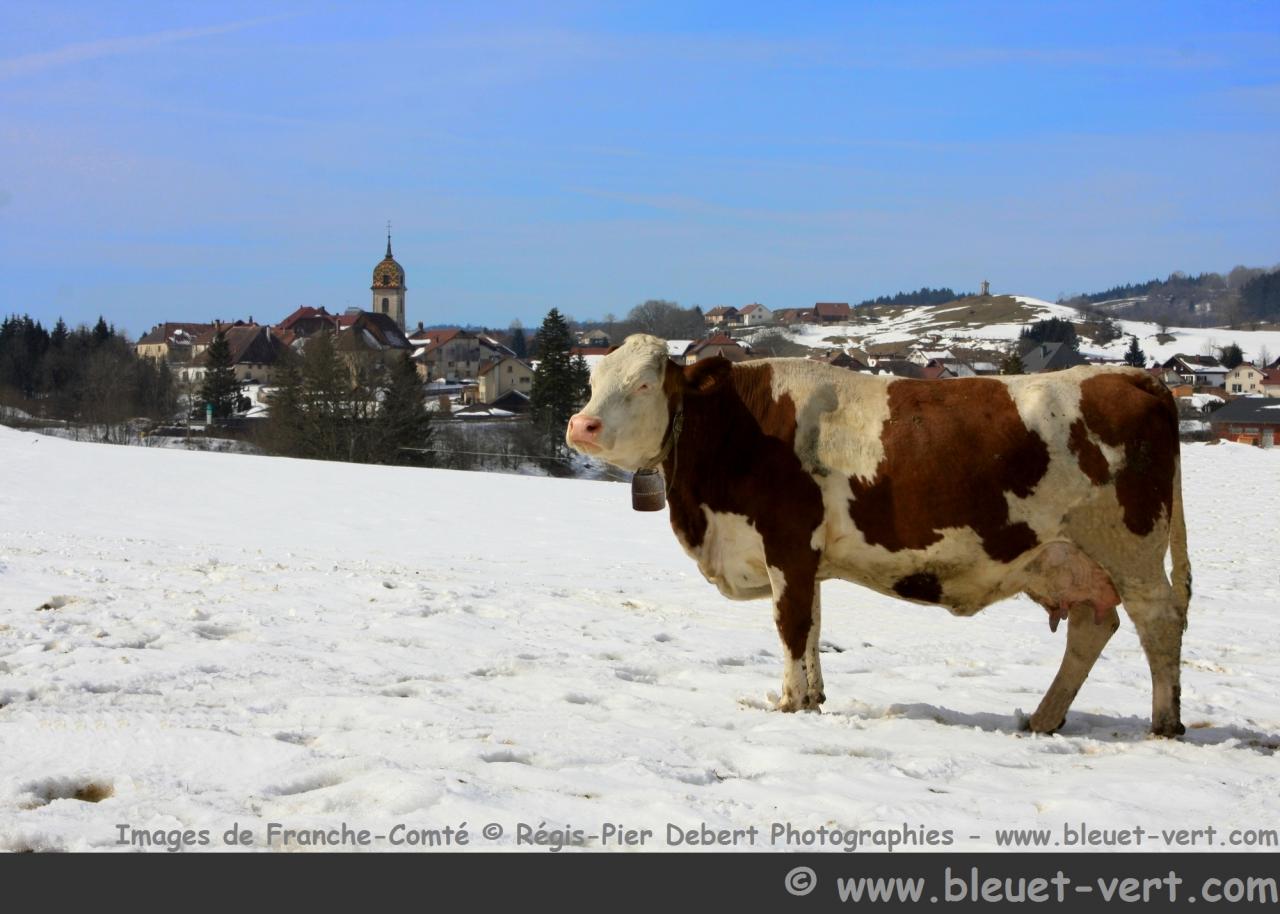 Vache montbéliarde à Rochejean (Doubs)