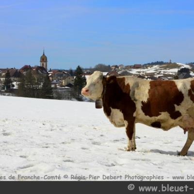 Vache montbéliarde à Rochejean (Doubs)