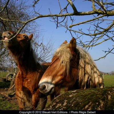 Sans mors ça  mord mieux