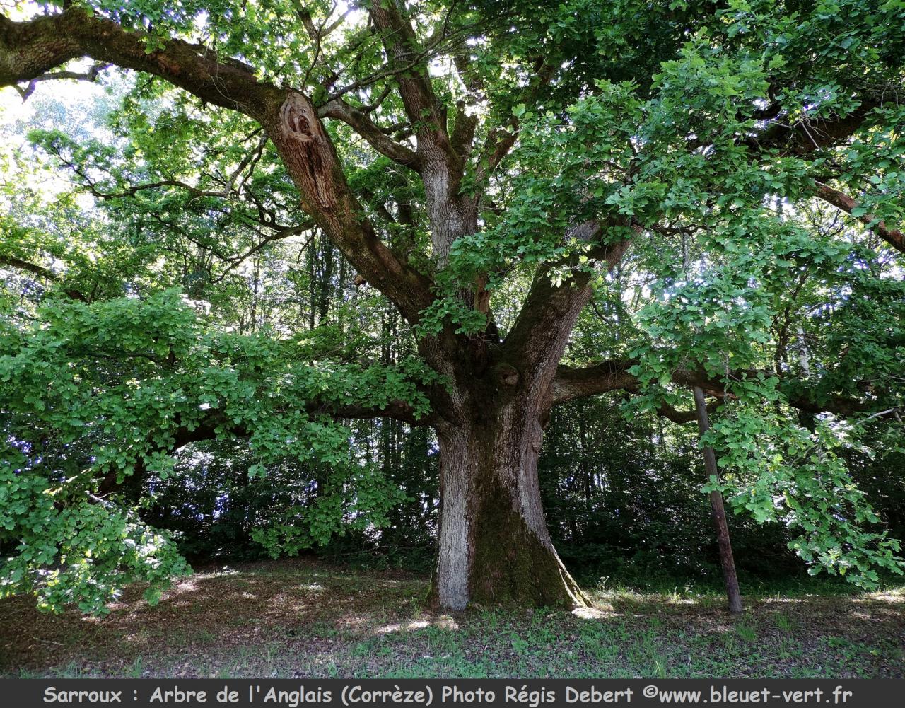 Arbre de l'anglais (guerre de 100 ans) à Sarroux