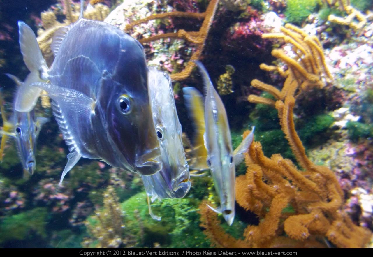 Sélènes ou poissons miroirs