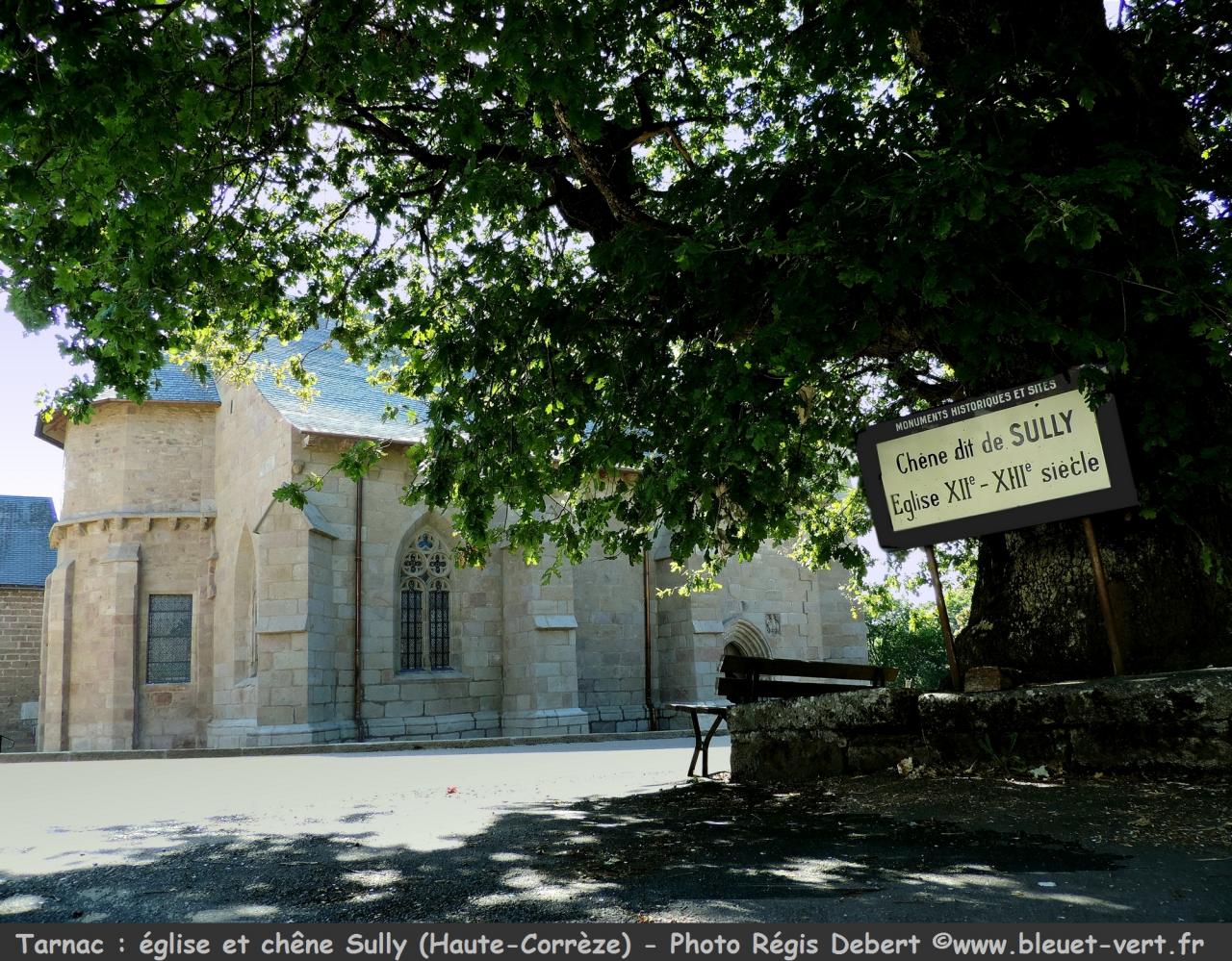Eglise 12ème siècle et le chêne Sully à Tarnac (Corrèze)