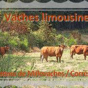 Vaches limousines au plateau de Millevaches