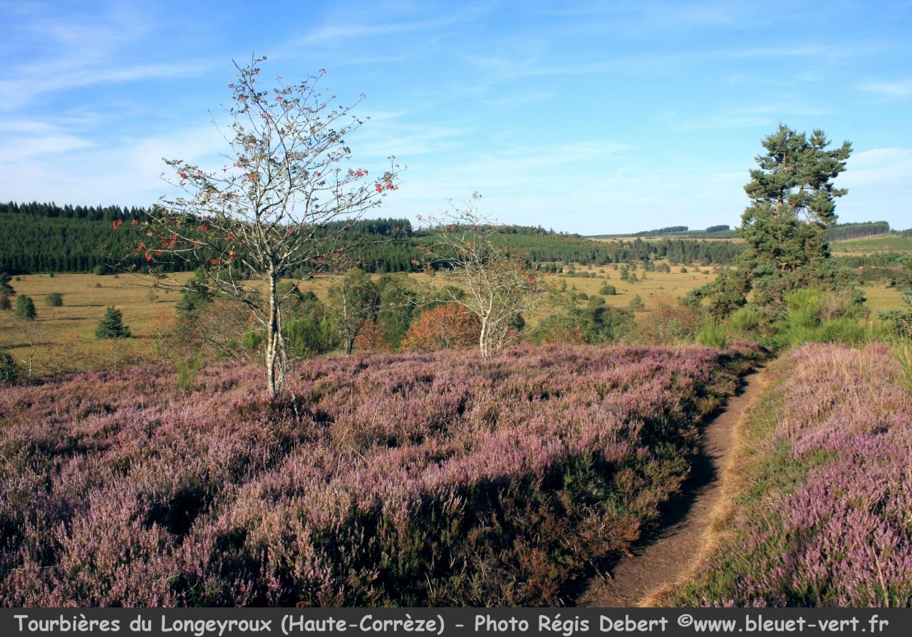 Tourbières de Longeyroux à St-Merd-les-Oussines (Corrèze)