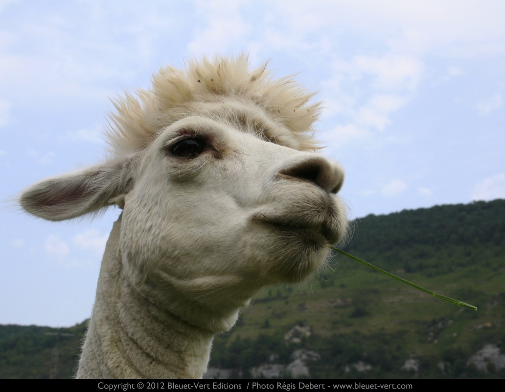 Une herbe au coin des lèvres