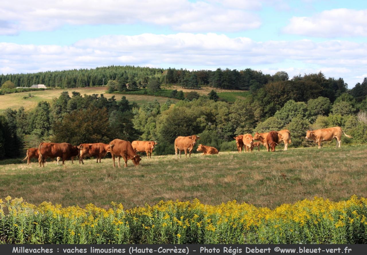 Vaches Limousines à Millevaches (Corrèze)