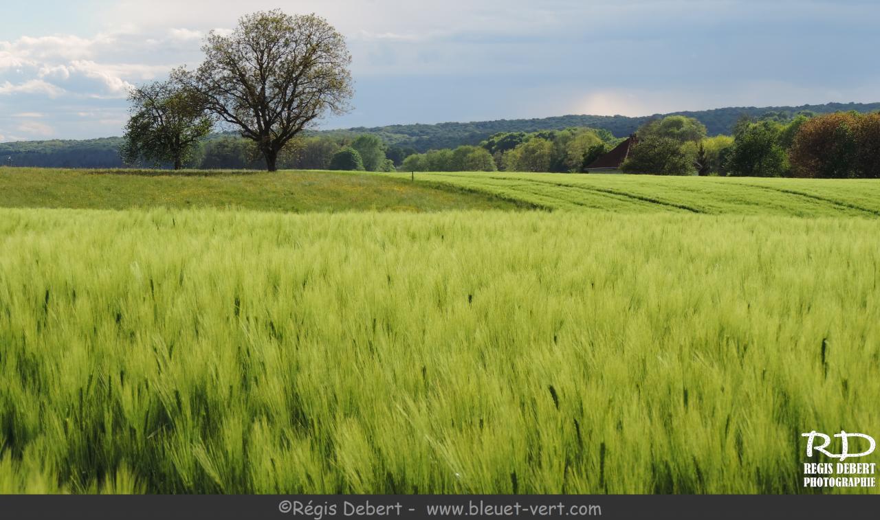 Les blés verts dansent devant Vallerois-le-Bois