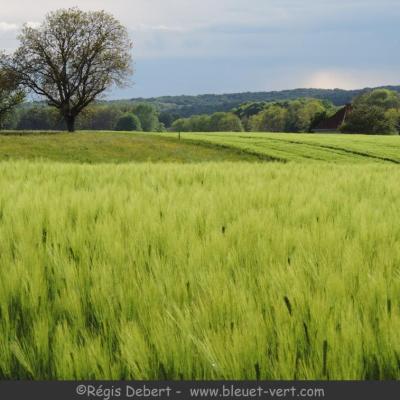Les blés verts dansent devant Vallerois-le-Bois