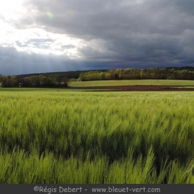 Les blés verts dansent devant Vallerois-le-Bois