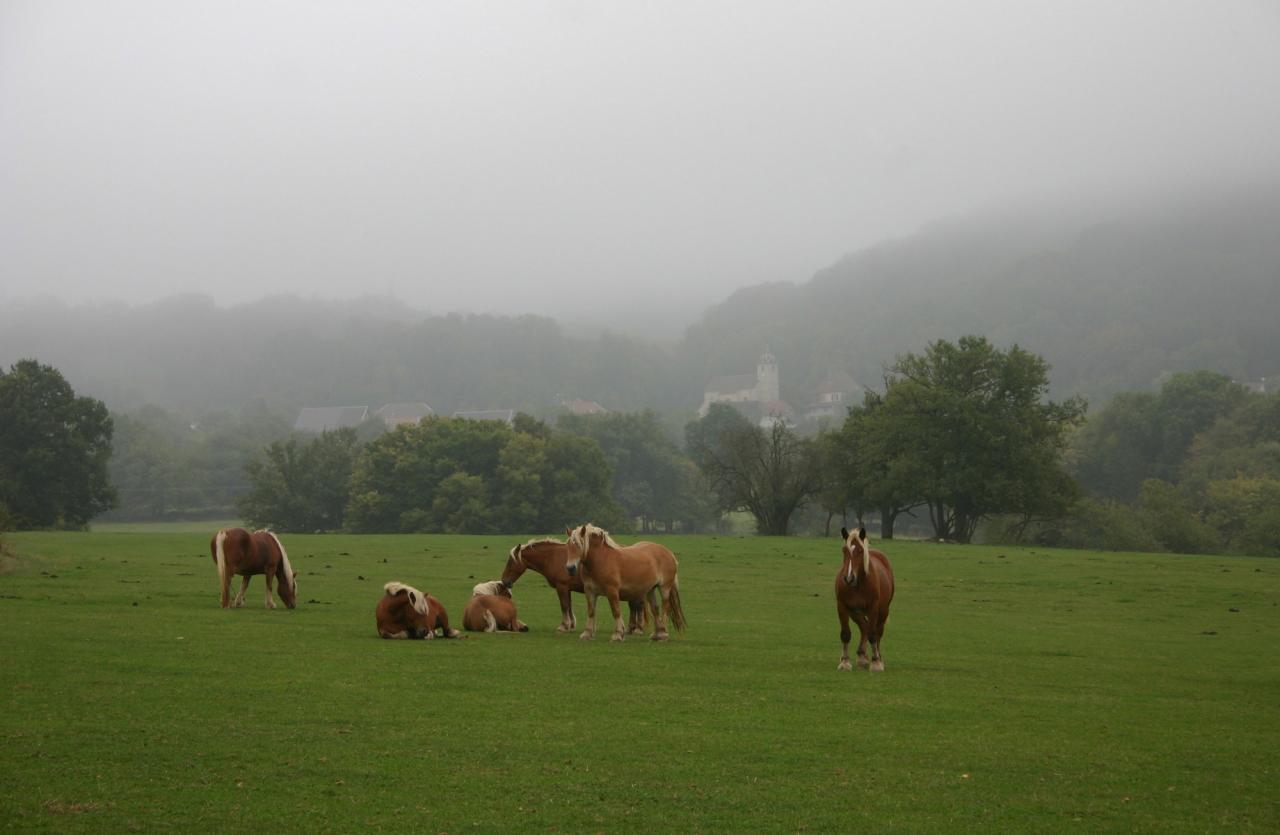 Comtois dans la brume